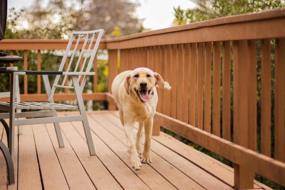 a dog standing on a wooden deck next to a chair