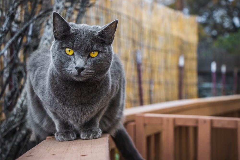 um gato cinza sentado em cima de um banco de madeira