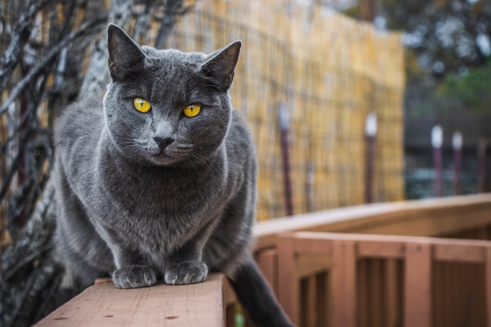 a gray cat sitting on top of a wooden bench