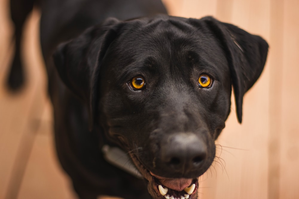 Un primo piano di un cane nero con gli occhi gialli