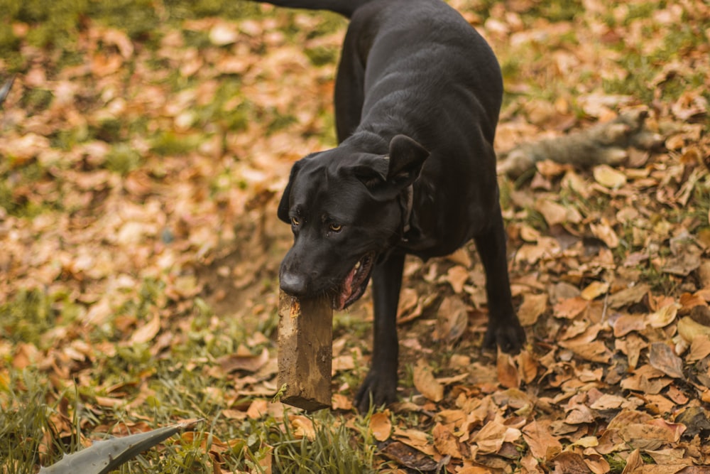 a black dog standing on top of a pile of leaves