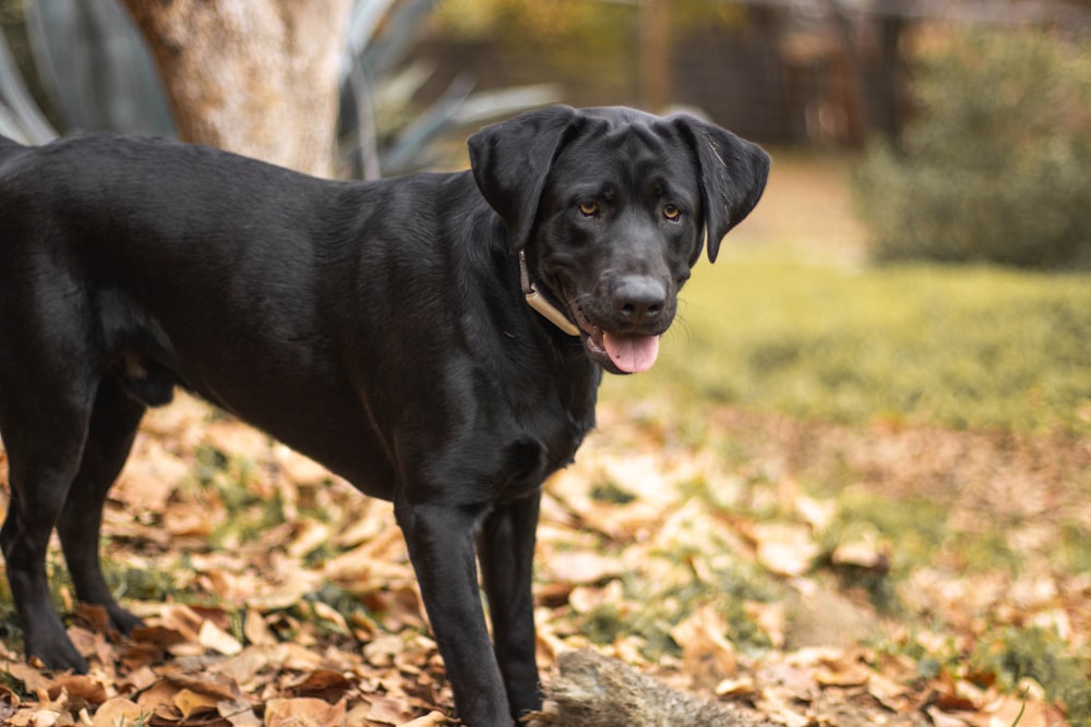 a black dog standing on top of a pile of leaves