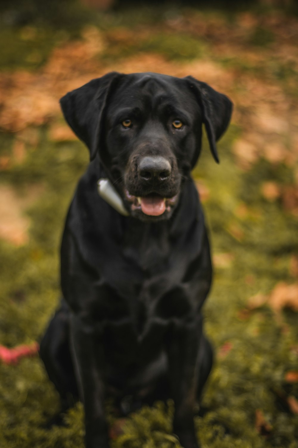 a black dog is sitting in the grass