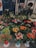 A colorful display of various flowers arranged in pots and bouquets. The assortment includes tulips, roses, lilies, and other florals. The flowers are arranged in different colors like red, yellow, pink, and orange. The shop display is vibrant and abundant, providing a lush and inviting atmosphere.