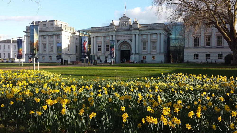 a field of yellow flowers in front of a large building