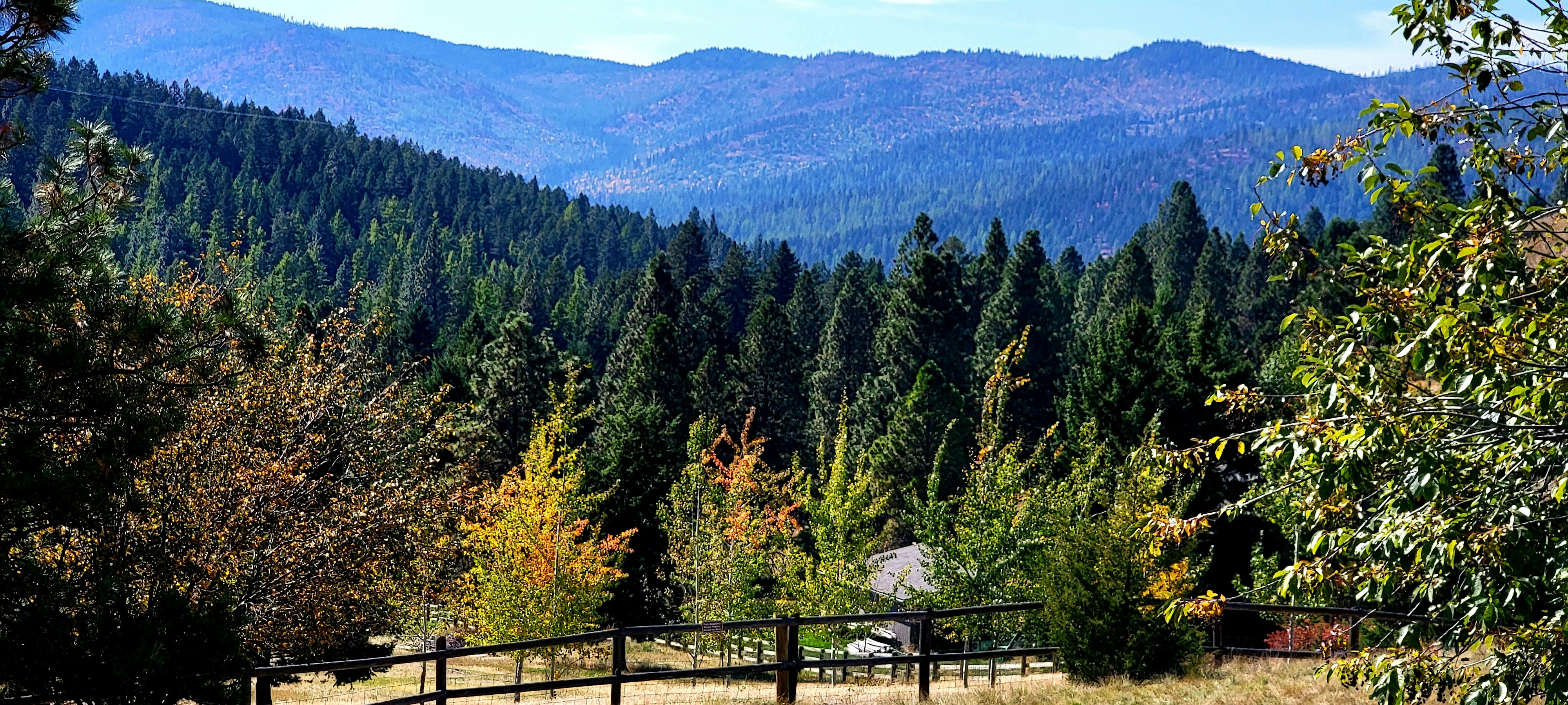 a view of a forest with mountains in the background