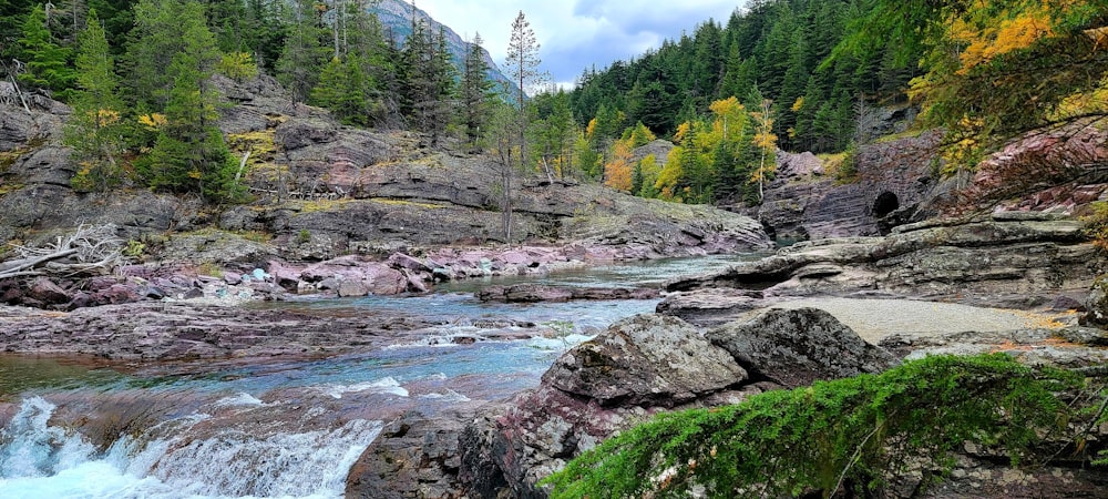 a river running through a lush green forest