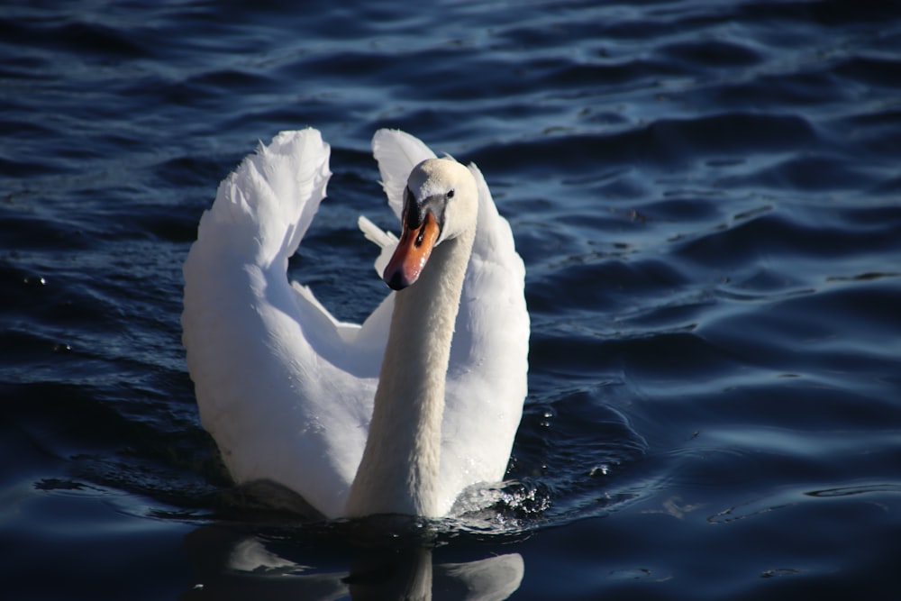 a white swan is swimming in the water