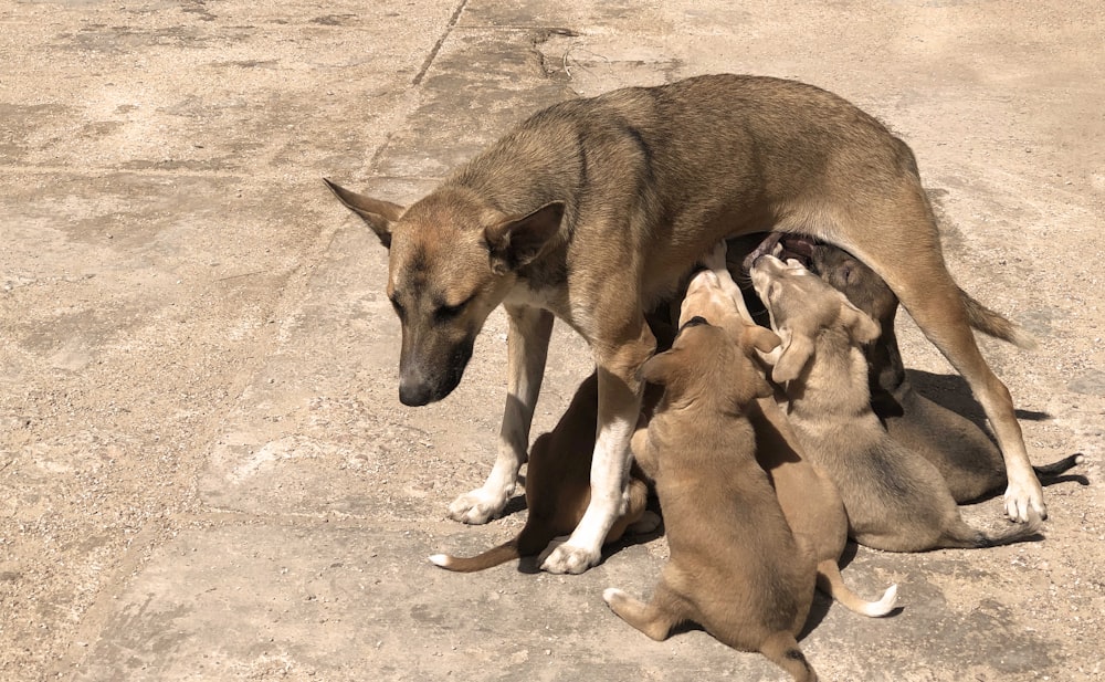 a group of puppies huddled together on the ground