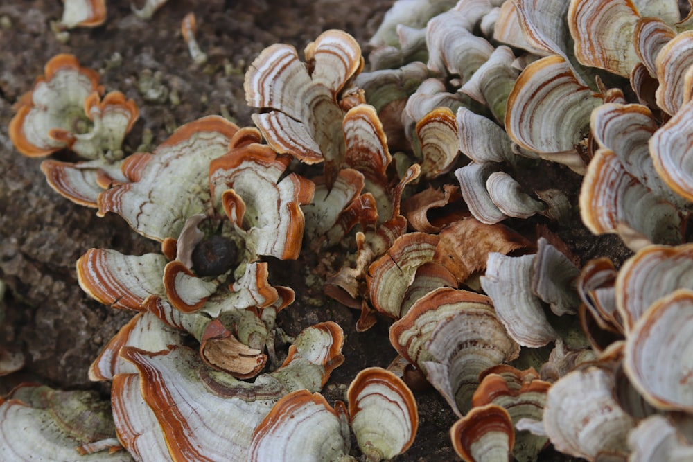 a bunch of mushrooms that are on the ground