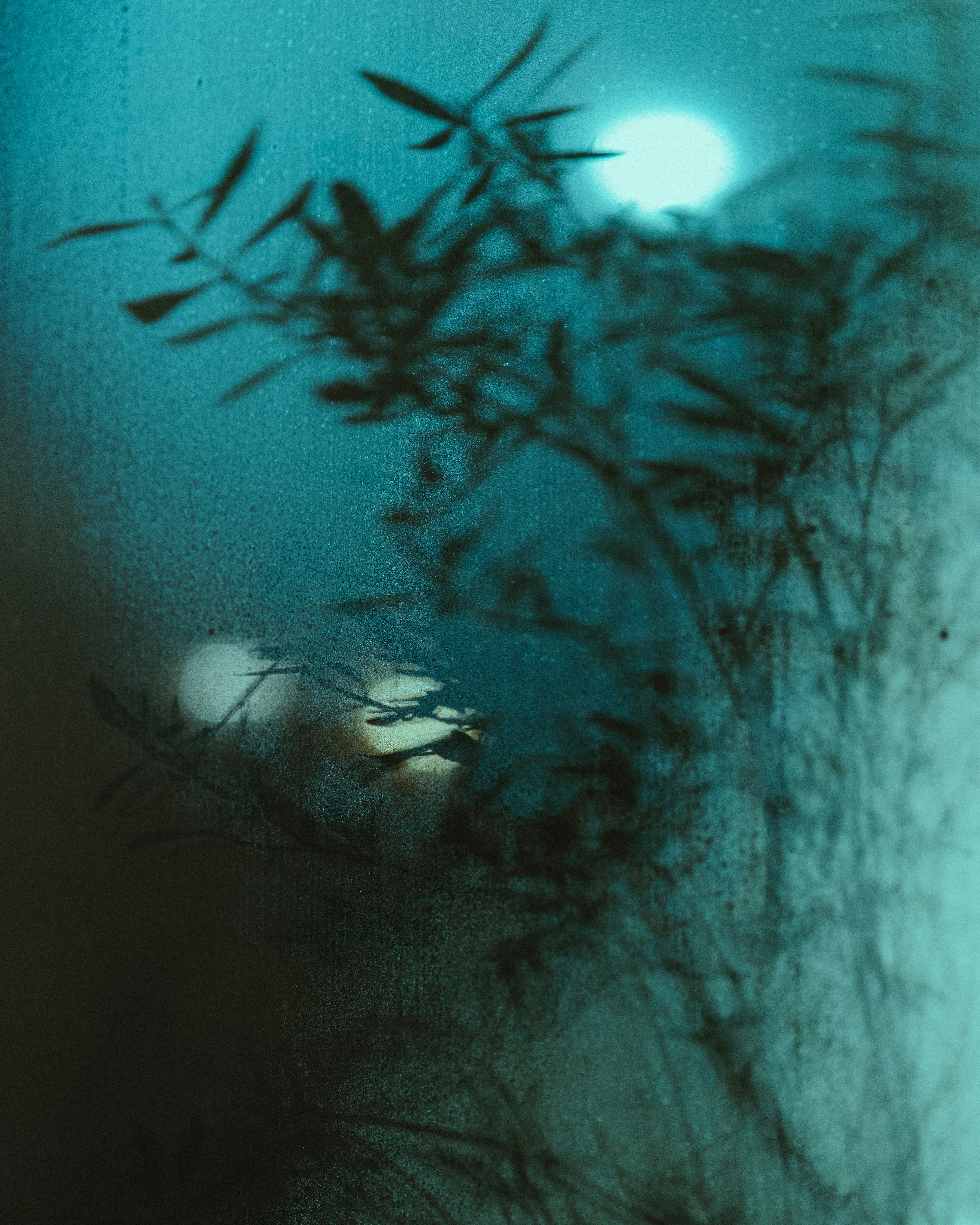 a blurry photo of a tree in the dark