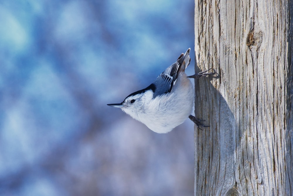 a white and black bird hanging from a wooden pole