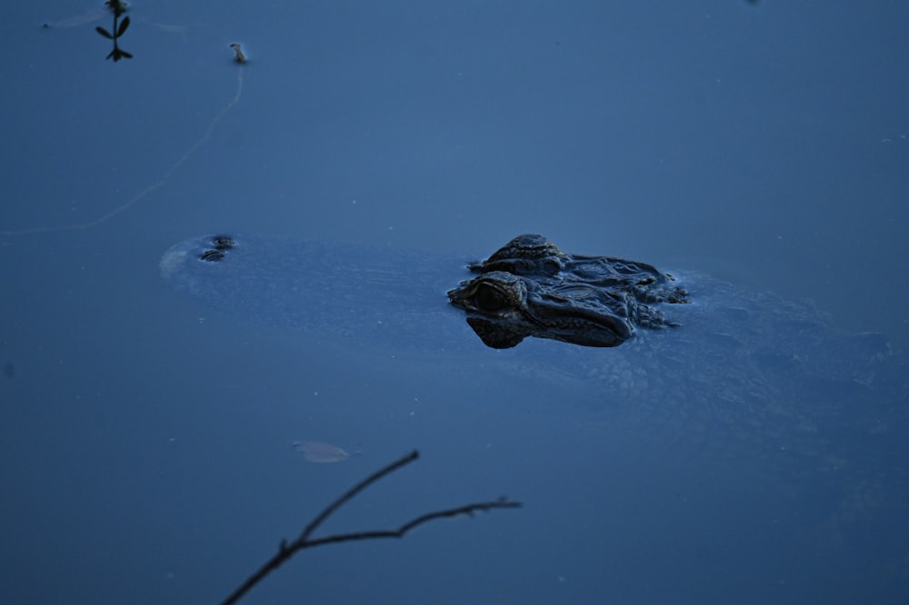 a large alligator swimming in a pond of water