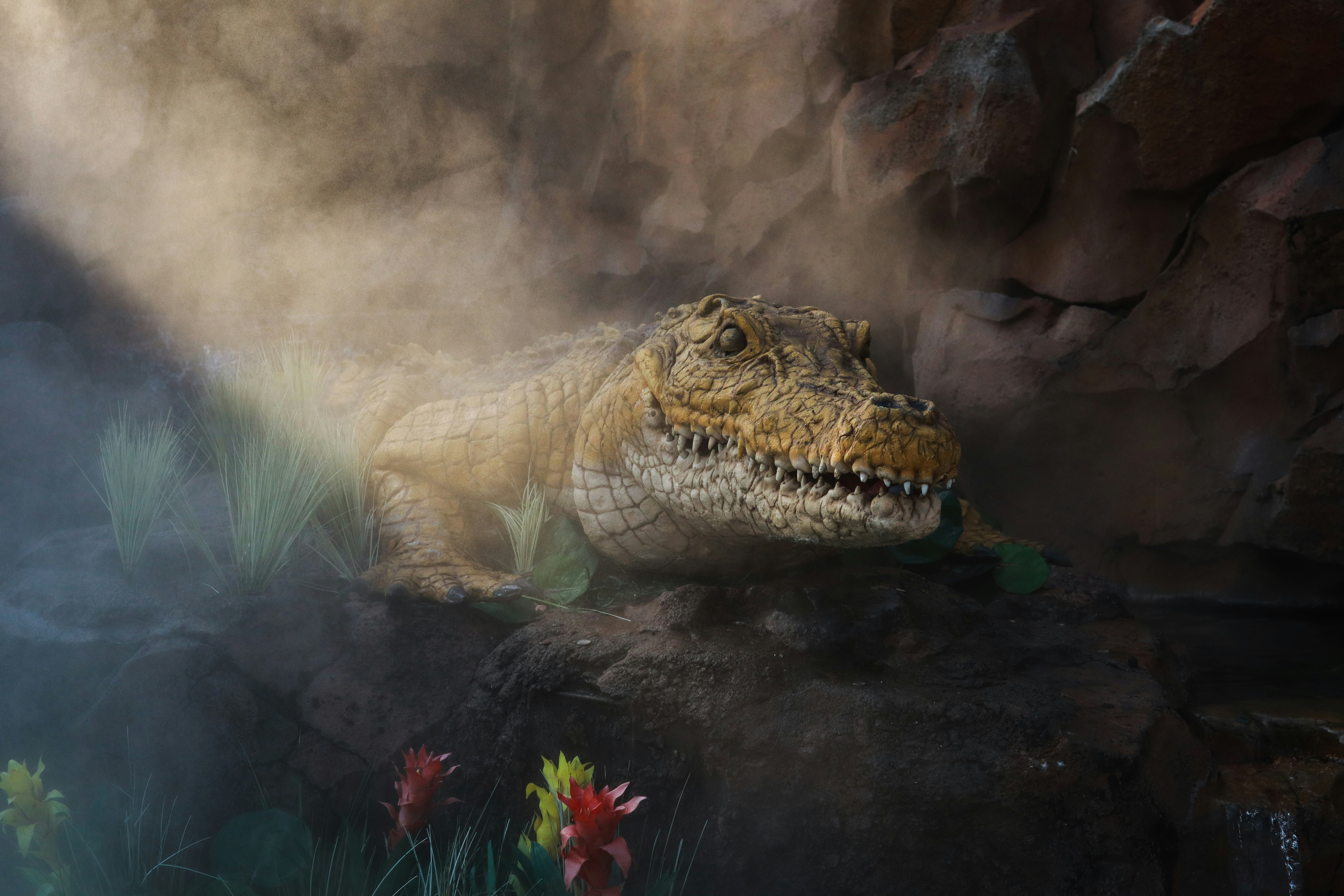 un grand alligator couché sur un rocher