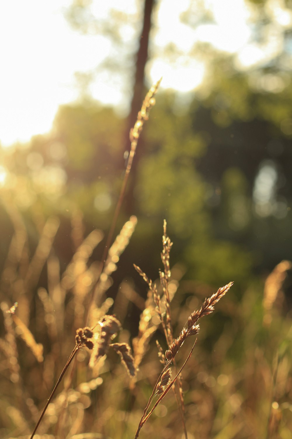 a field of tall grass with trees in the background