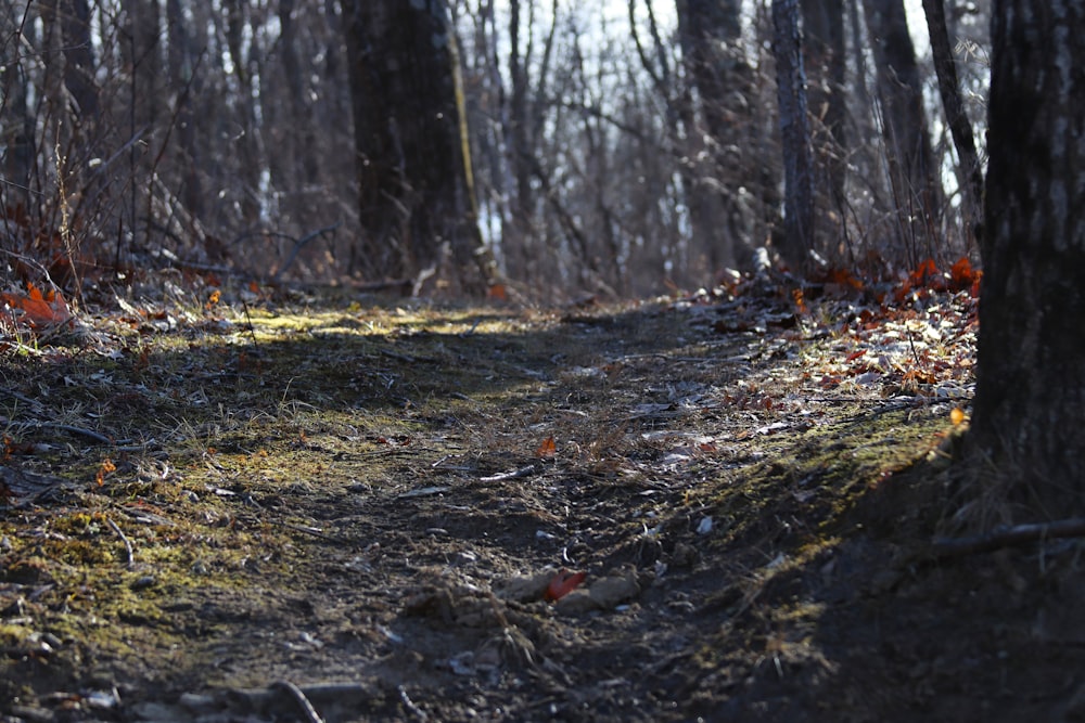 a dirt path in the woods surrounded by trees