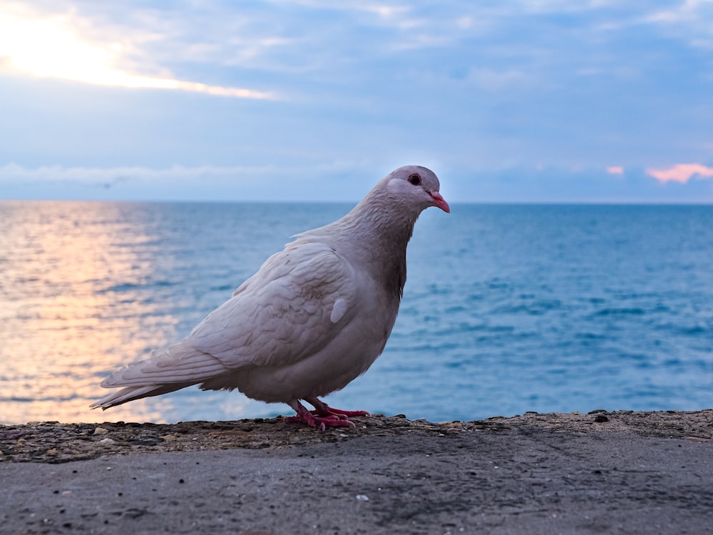 a white bird is standing on a rock near the water