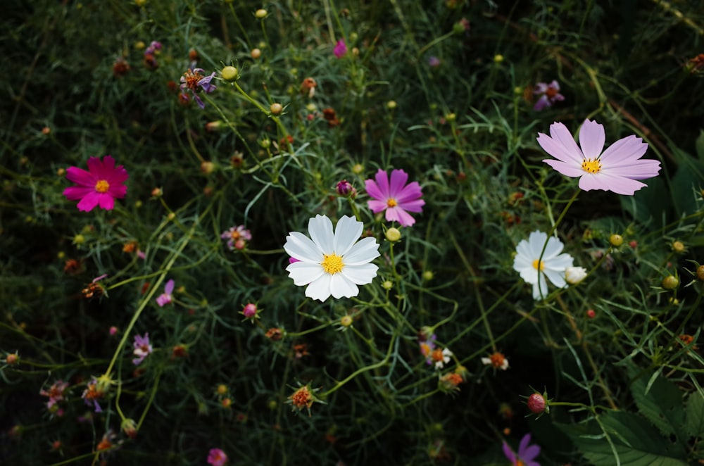 a bunch of flowers that are in the grass