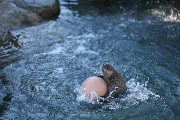 A playful otter splashing in a clear forest stream, captured mid-leap.