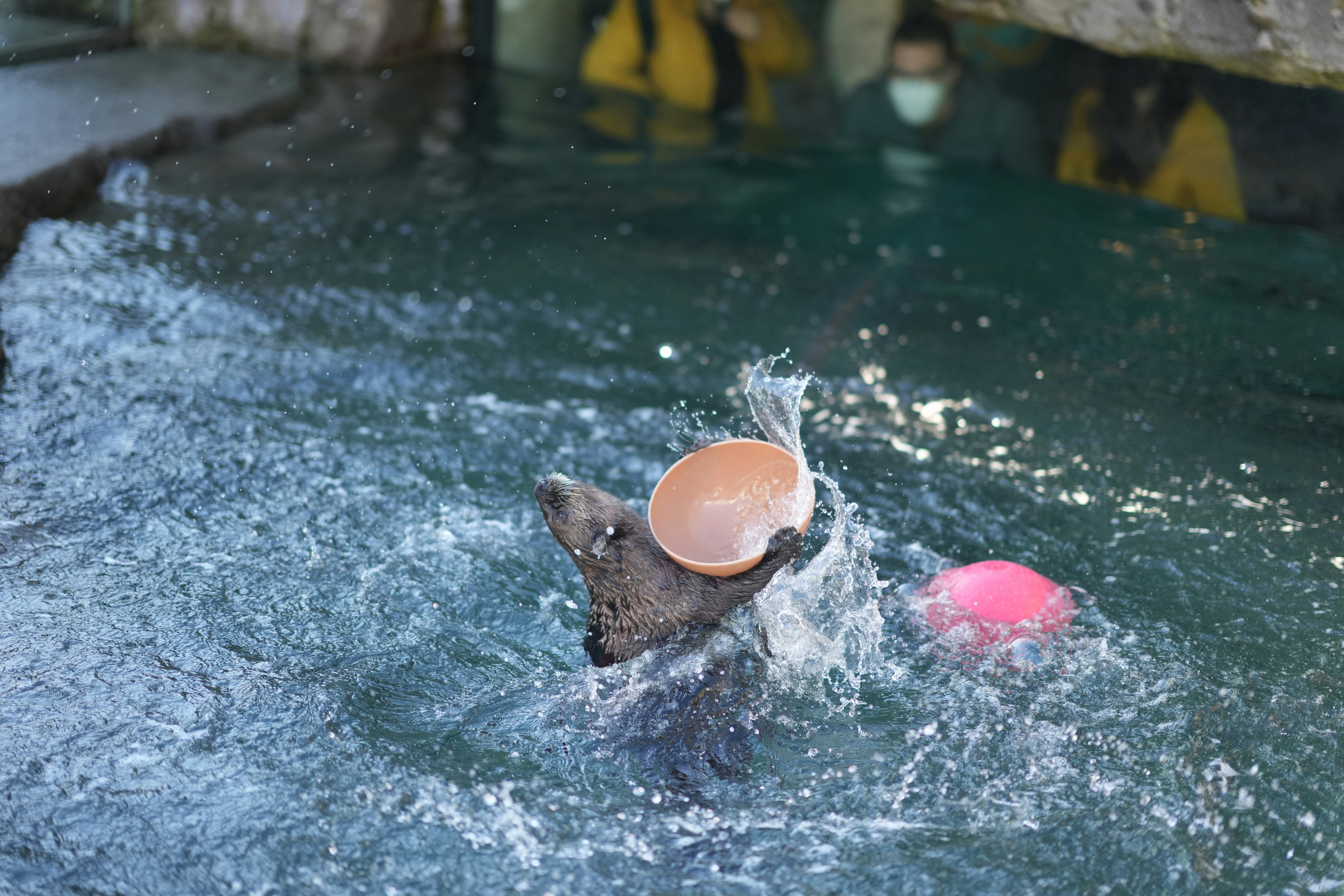 a dog is playing with a frisbee in the water