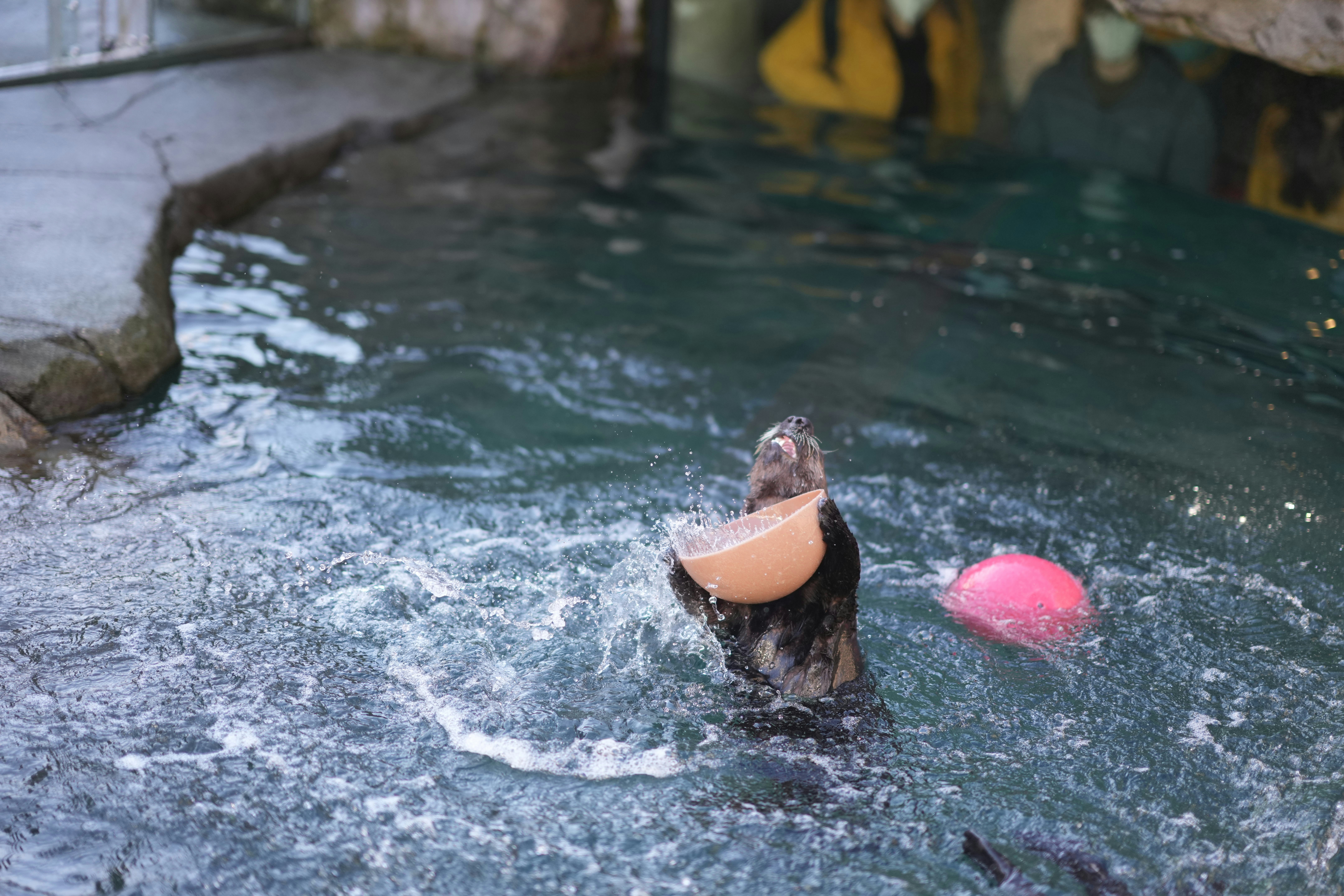 a dog is playing with a frisbee in the water