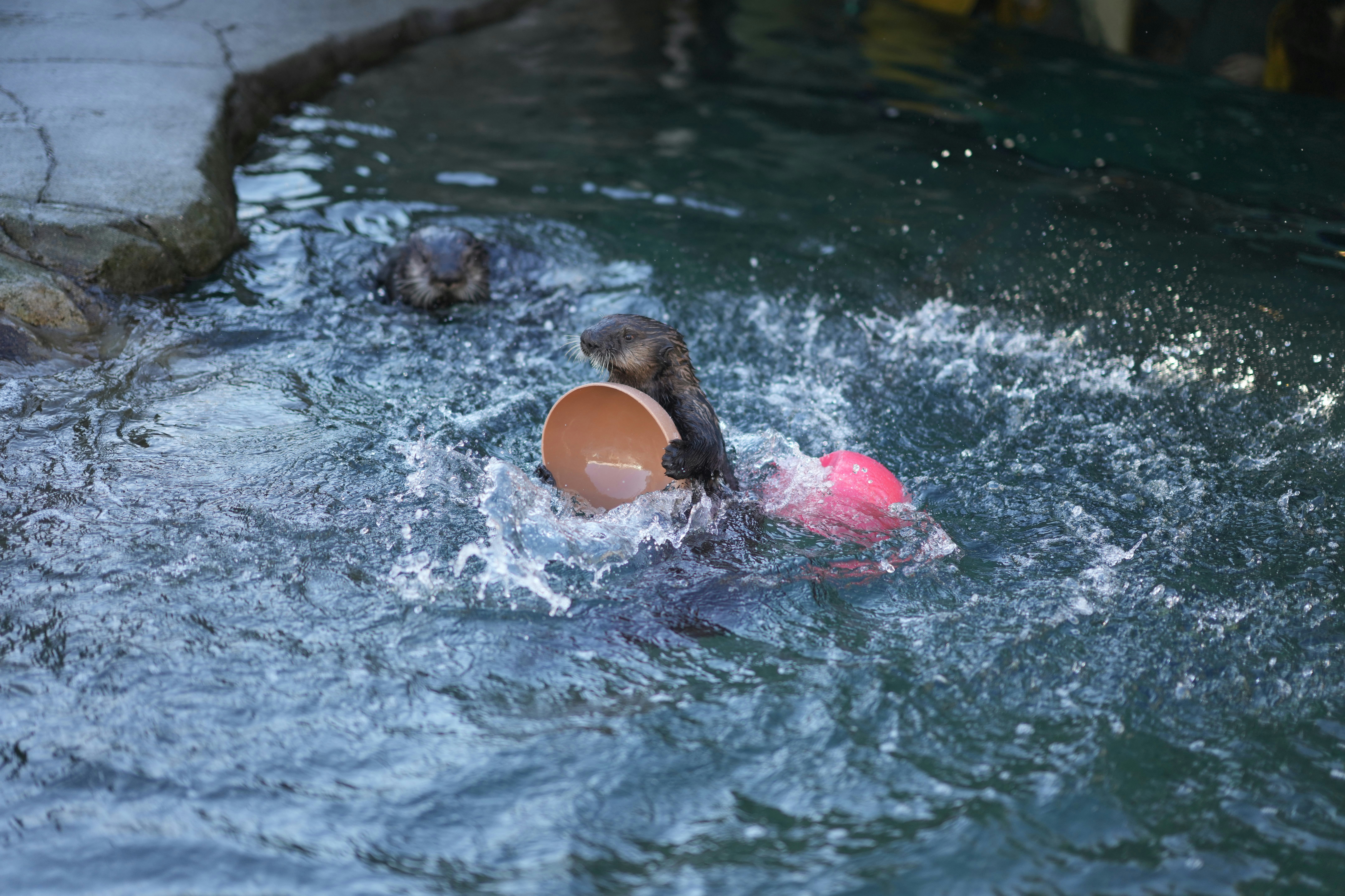 a dog playing with a frisbee in the water