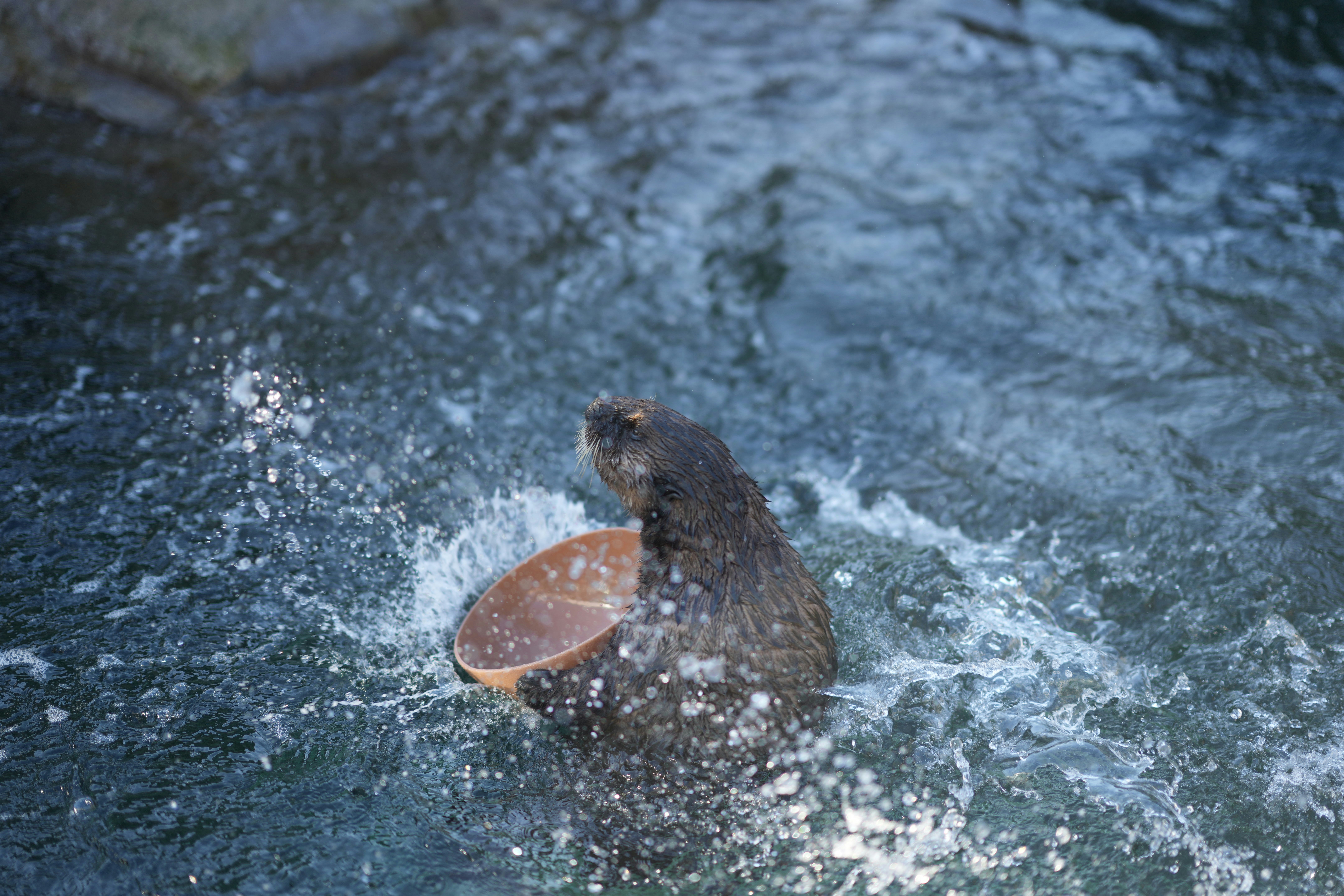 a bear in the water with a frisbee