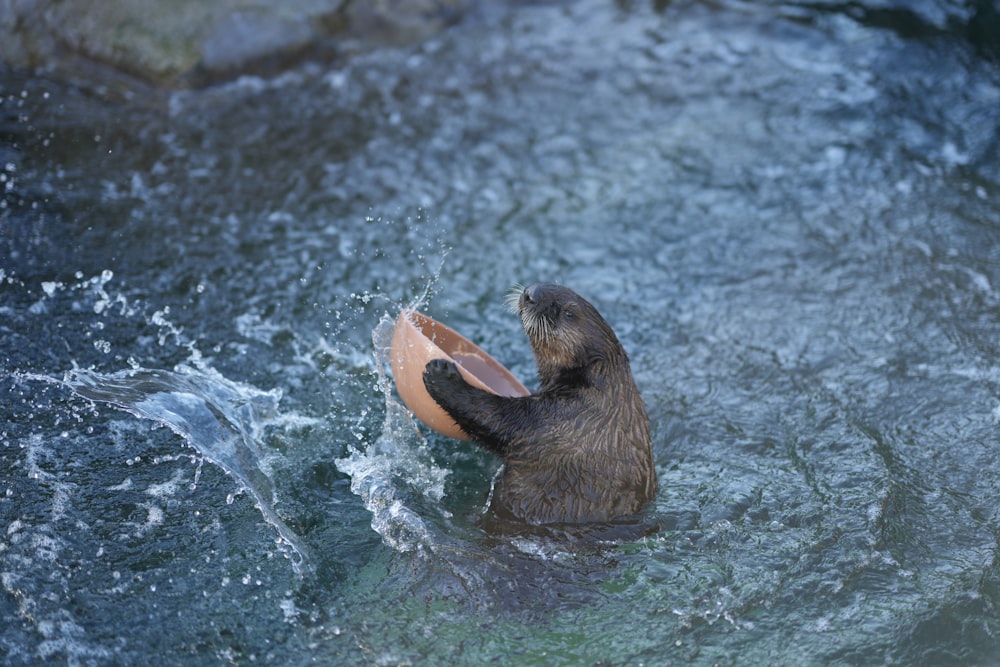 a brown bear holding a wooden object in the water