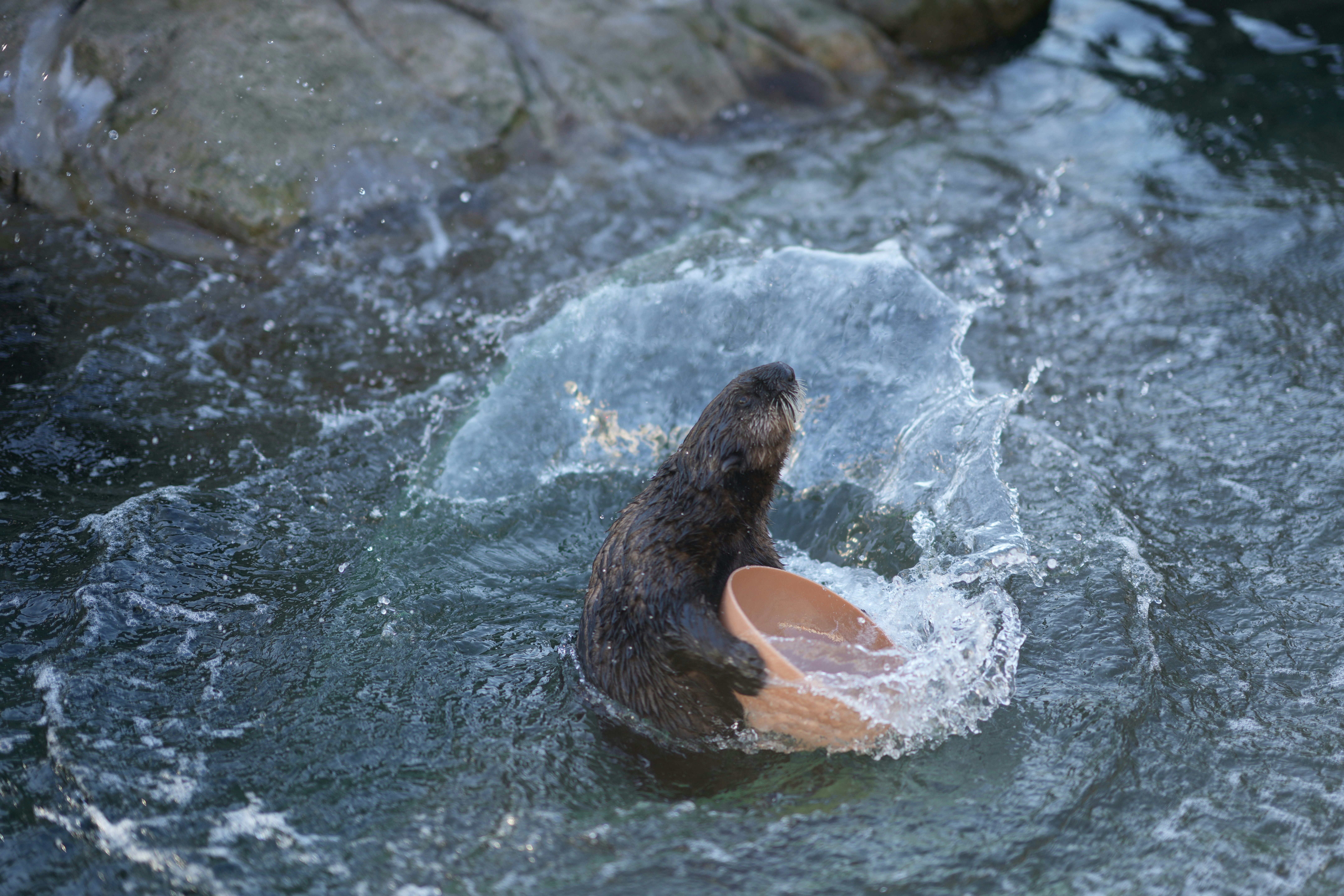 a sea otter playing with a frisbee in the water
