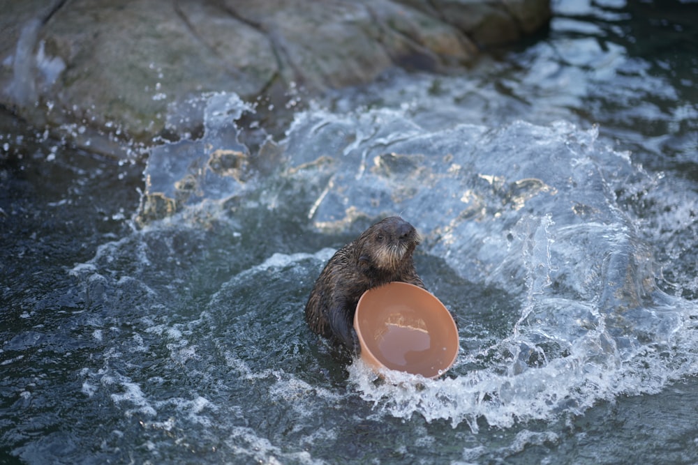 a sea otter holding a frisbee in its mouth