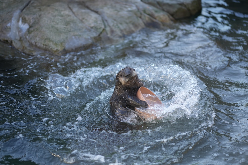 a seal swimming in a body of water