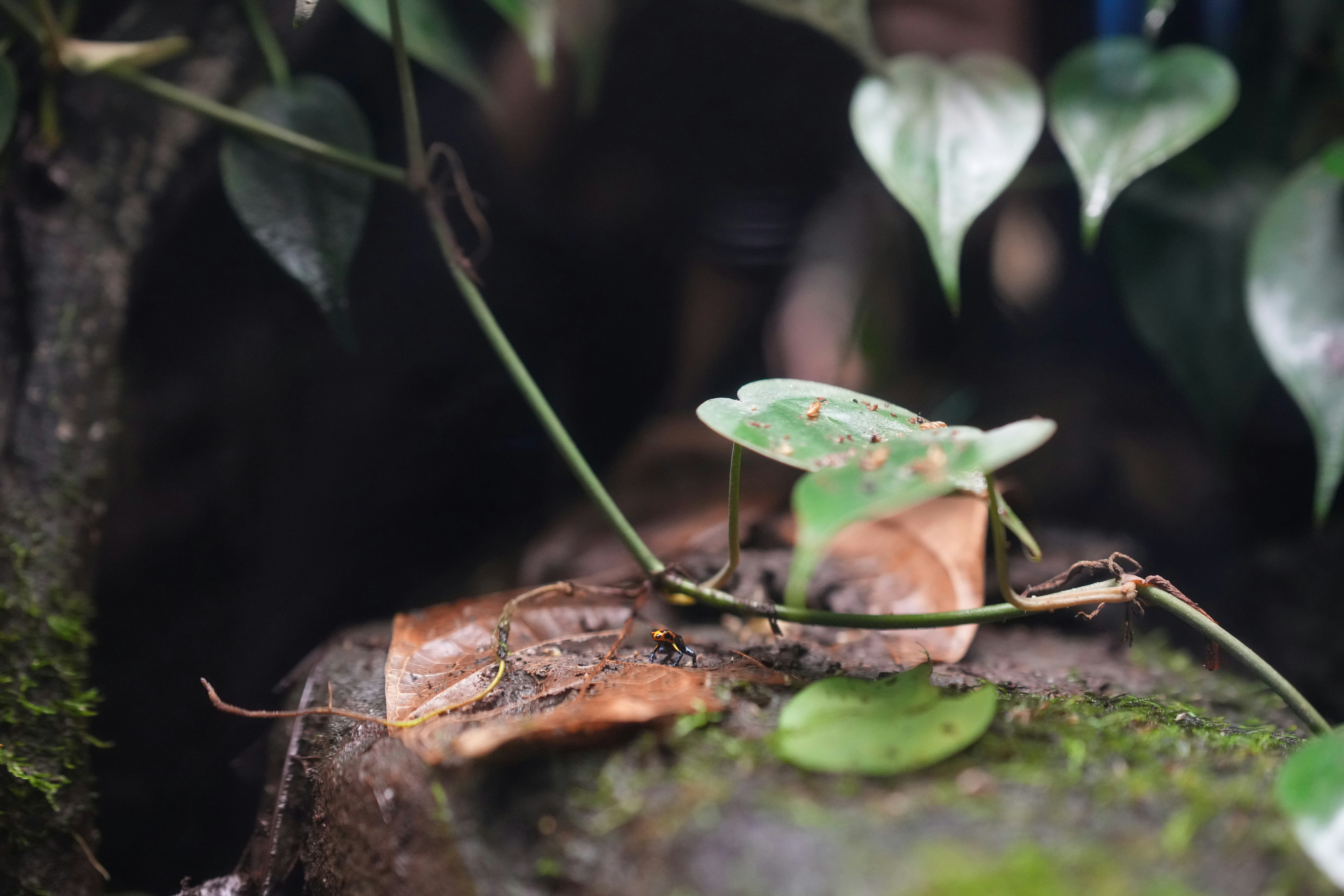 Gros plan d’une plante sur un rocher