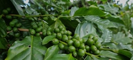 Clusters of unripe green coffee cherries are growing on a branch, surrounded by lush, vibrant green leaves. The leaves exhibit a glossy texture and show signs of natural blemishes. The background is filled with more foliage, creating a dense and leafy setting.
