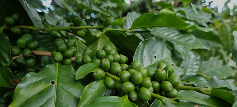 Clusters of unripe green coffee cherries are growing on a branch, surrounded by lush, vibrant green leaves. The leaves exhibit a glossy texture and show signs of natural blemishes. The background is filled with more foliage, creating a dense and leafy setting.
