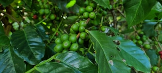 a bunch of green coffee beans growing on a tree
