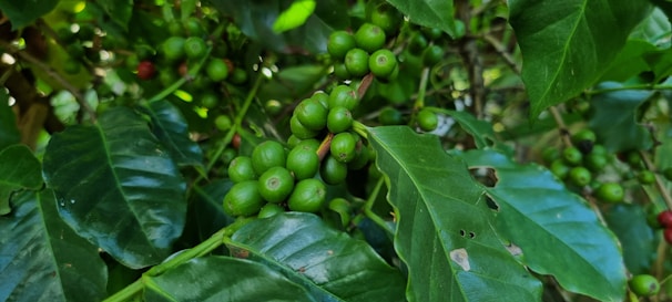 a bunch of green coffee beans growing on a tree