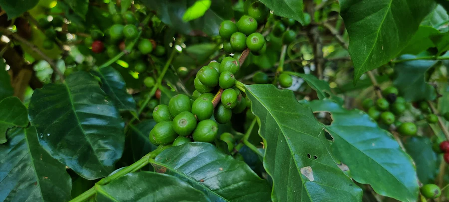 Cafeto con granos de café en Honduras