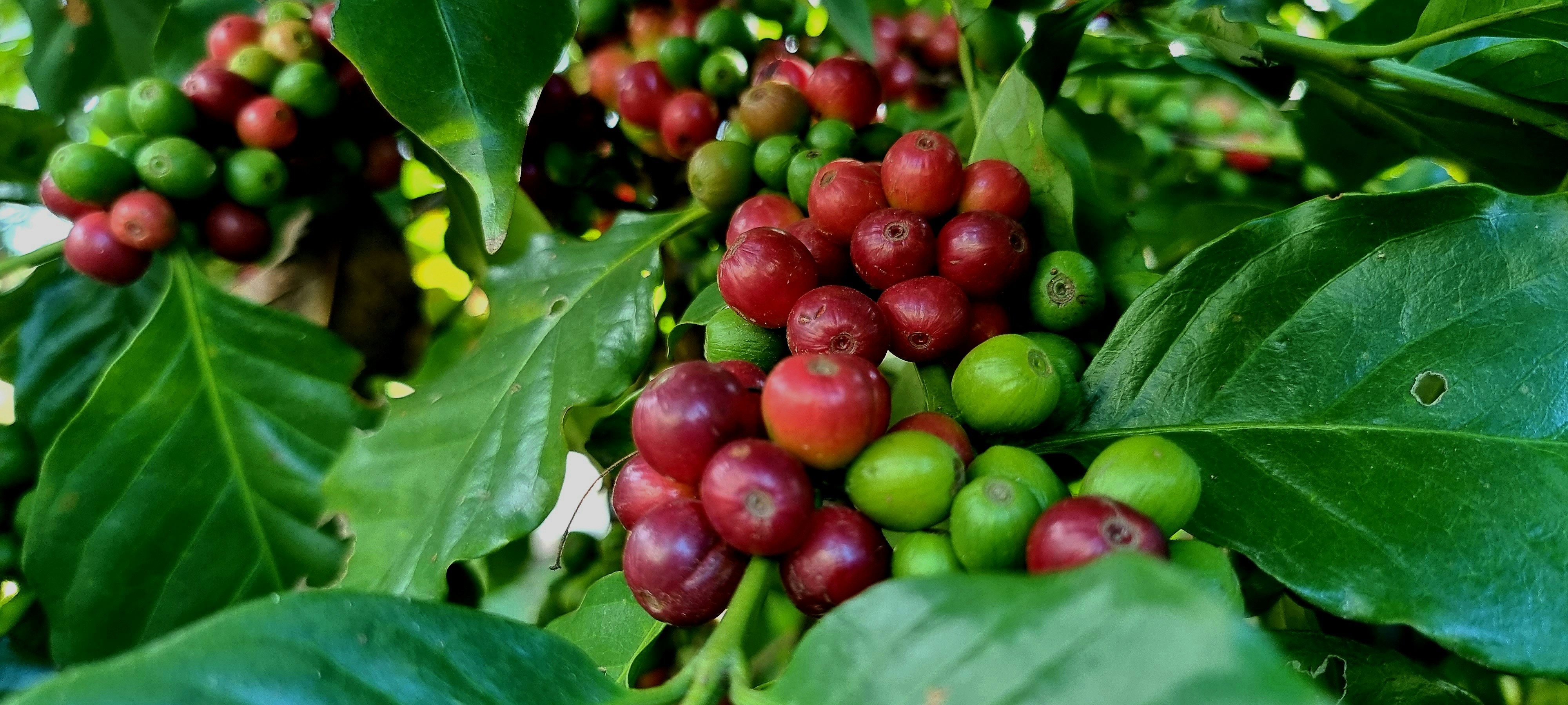 Küpsed ja rohelised kohvikirsid oksal Kolumbia kohvipiirkonnas (Eje Cafetero).