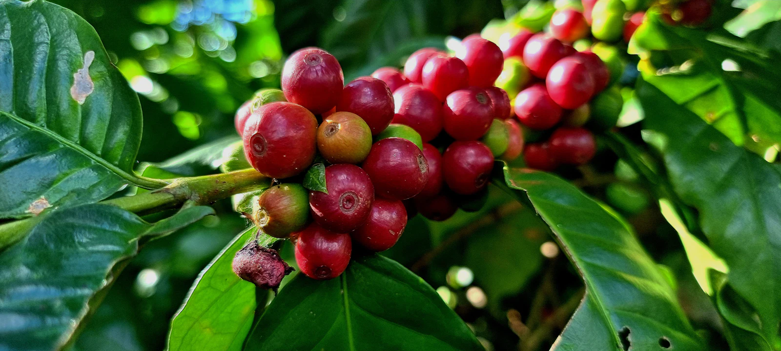 Ripe red coffee cherries among dark green leaves