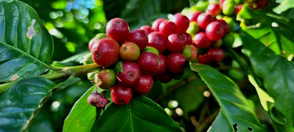 Kenya AA Nyeri