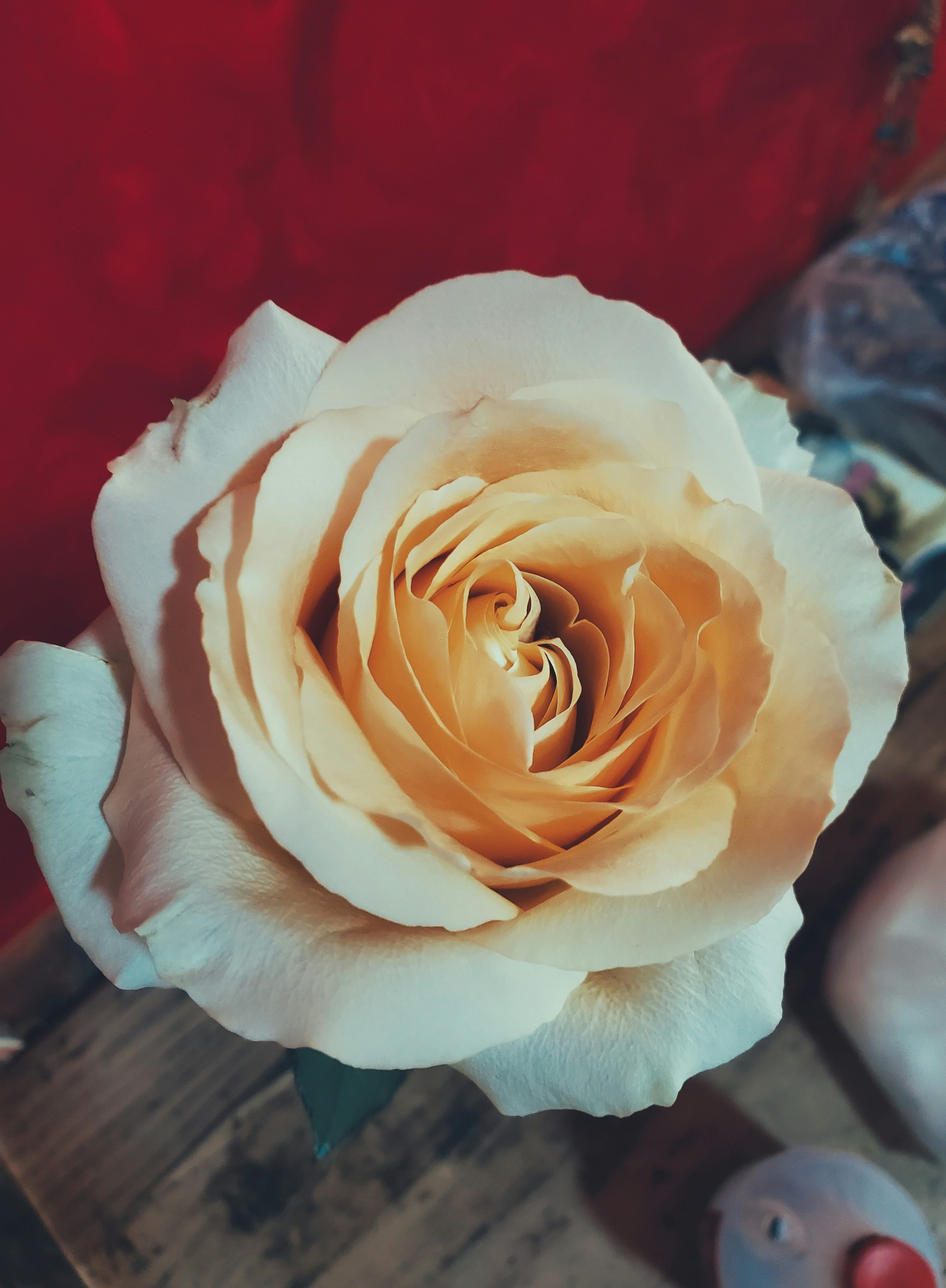 Photo by judahwester