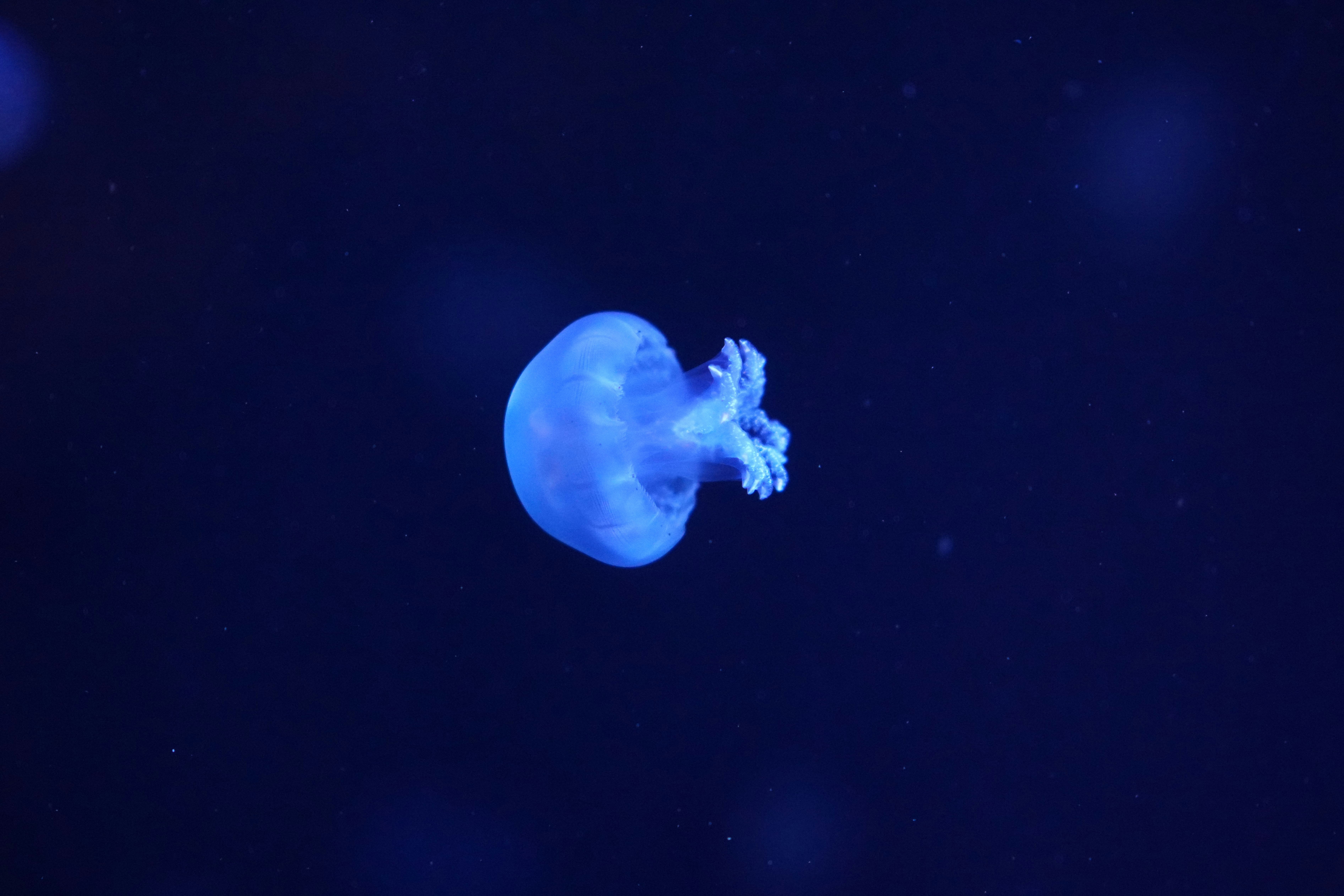 Photo by smallgiantdev