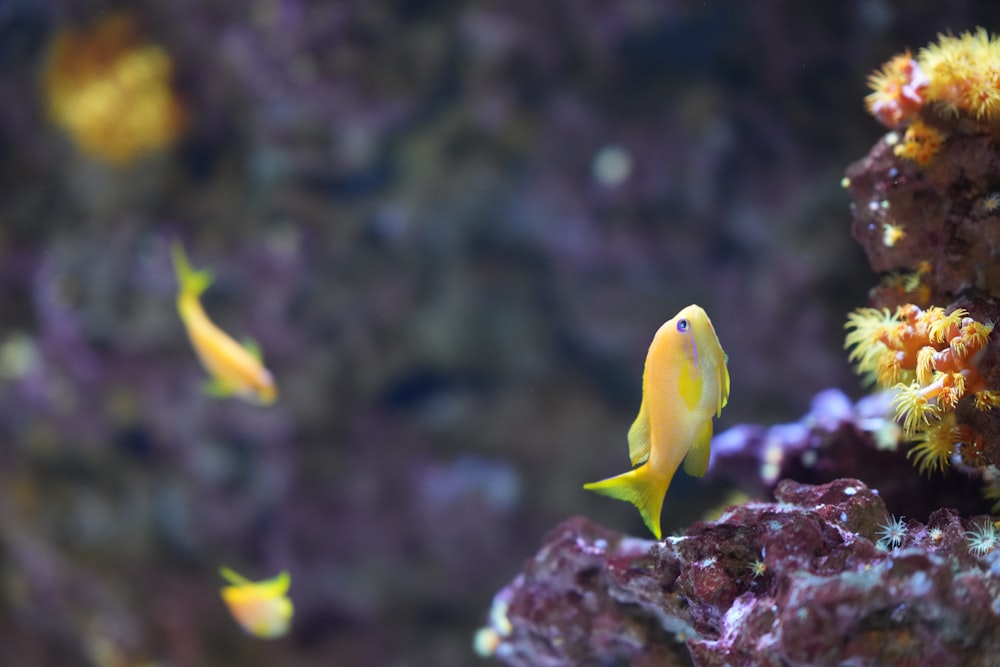 a group of small yellow fish swimming in an aquarium