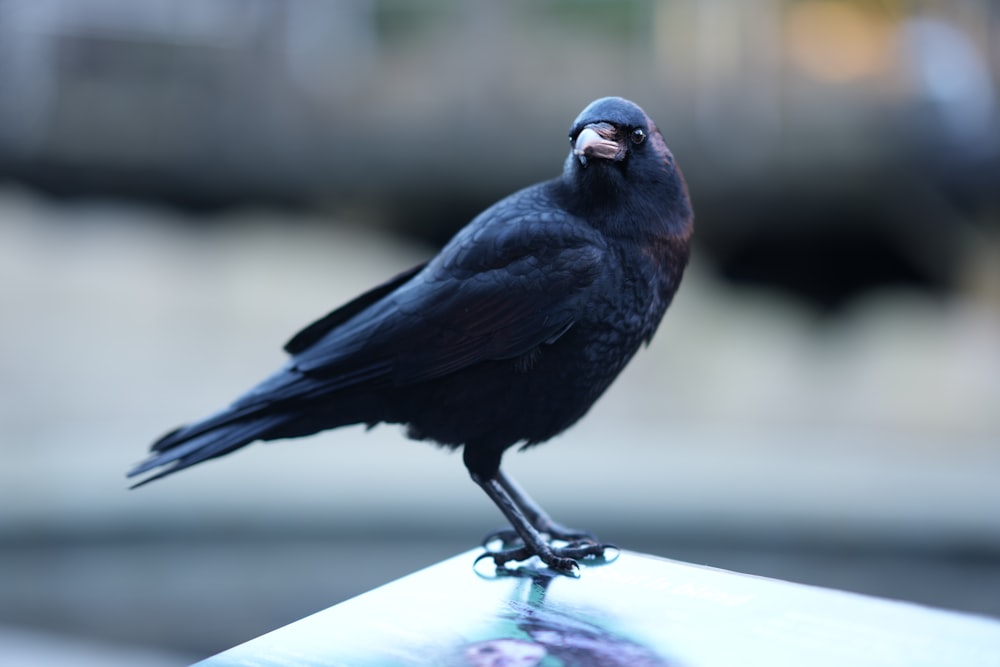 a black bird sitting on top of a roof