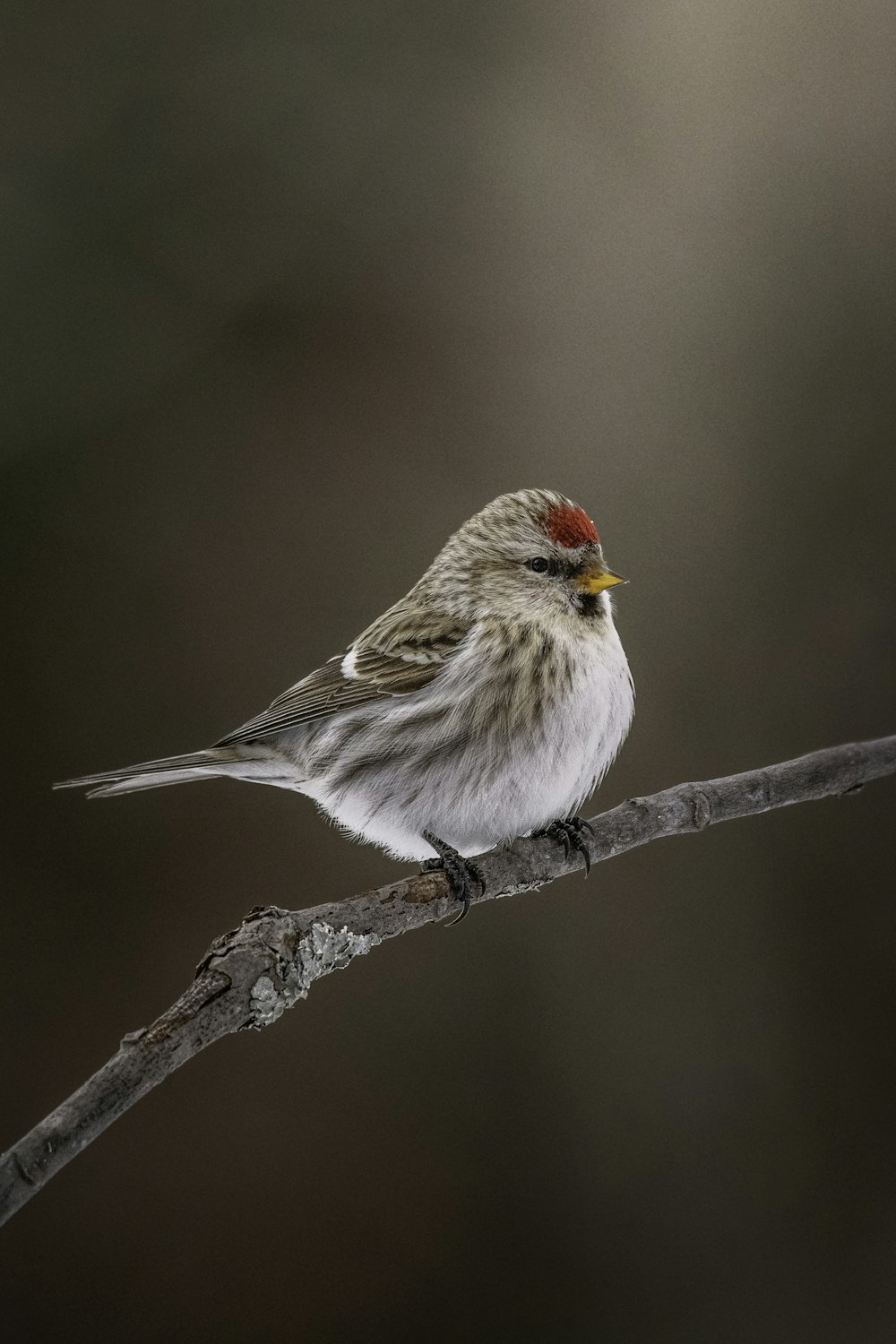 a small bird sitting on top of a tree branch