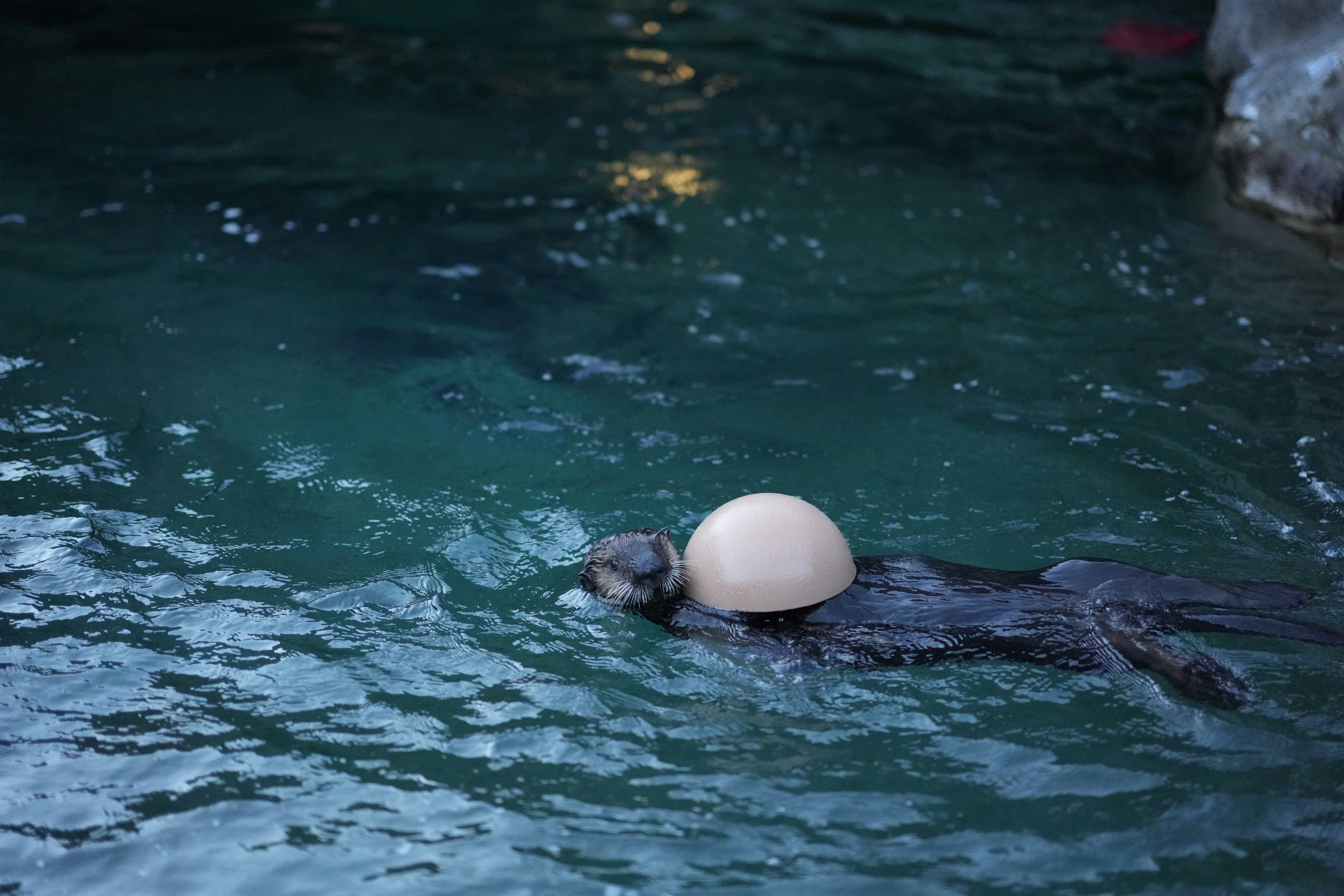 an animal swimming in a body of water