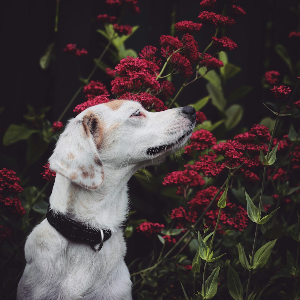 a white and brown dog standing in front of red flowers