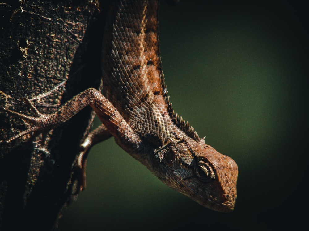 a close up of a lizard on a tree