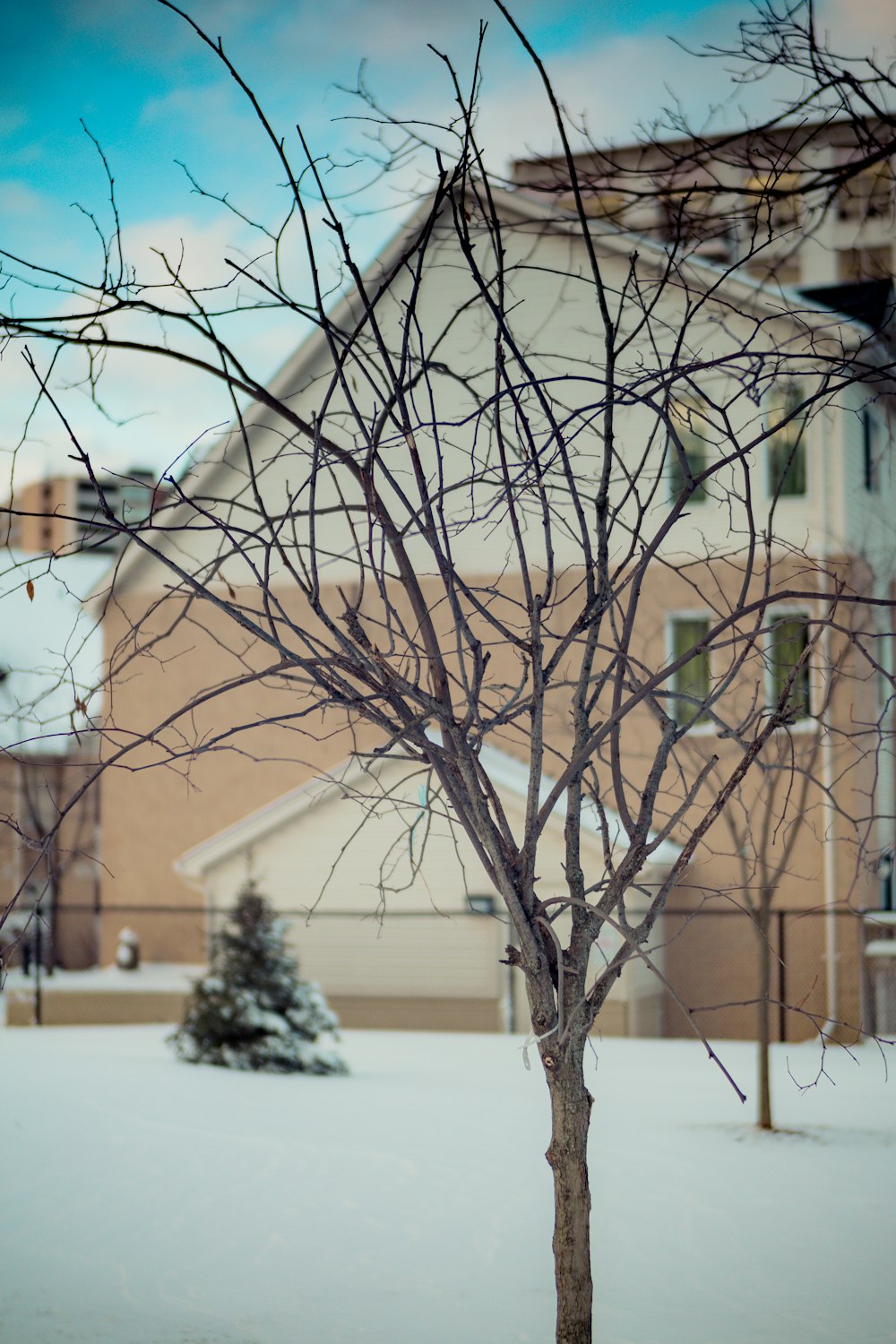 a bare tree in the snow in front of a house