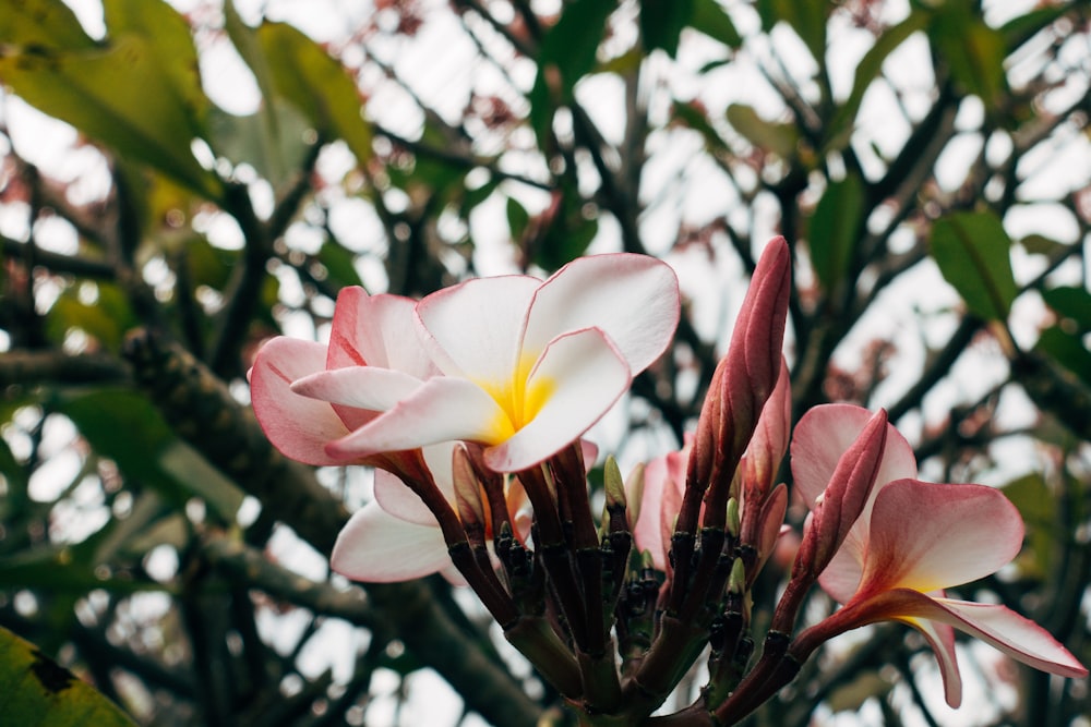 a close up of a flower on a tree